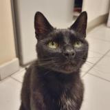 Picture of cat found at Toulouse