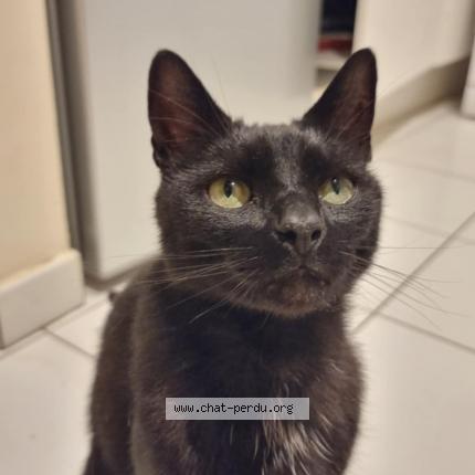 Photo 1/1 Found cat Found in Toulouse