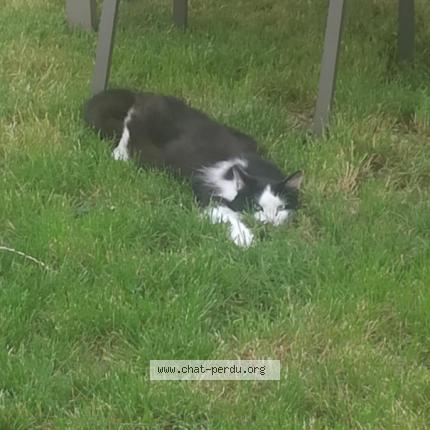 Photo 1/1 Ponpom Chat lost in Distre