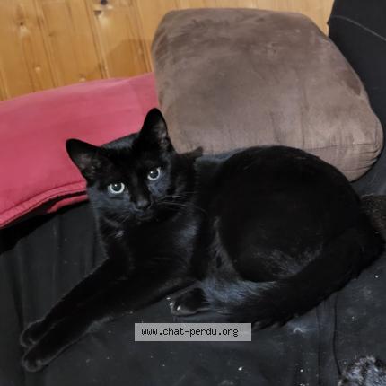 Photo 1/1 Natsu Chat lost in Guemene penfao