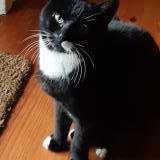 Picture of cat lost at Bongheat