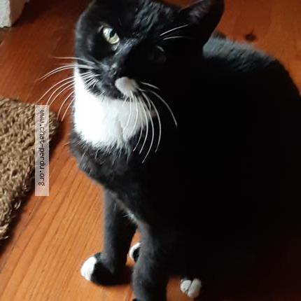 Photo 1/1 poppy Chat lost in Bongheat