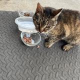 Picture of cat found at Vern Sur Seiche