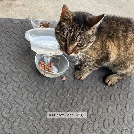 Photo 1/1 Found cat Found in Vern sur seiche