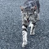 Picture of cat found at Frouzins