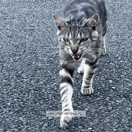 Photo 1/1 Found cat Found in Frouzins