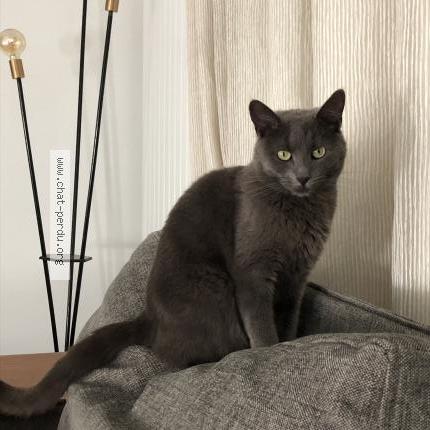 Photo 1/1 Eva Chat lost in Marcq en baroeul