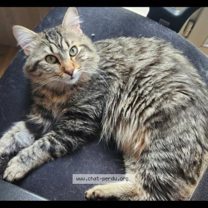 Photo 1/1 Lewis Chat lost in Le plessis bouchard