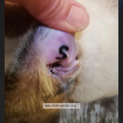 Photo 1/1 Neige Chat lost in Ambares et lagrave