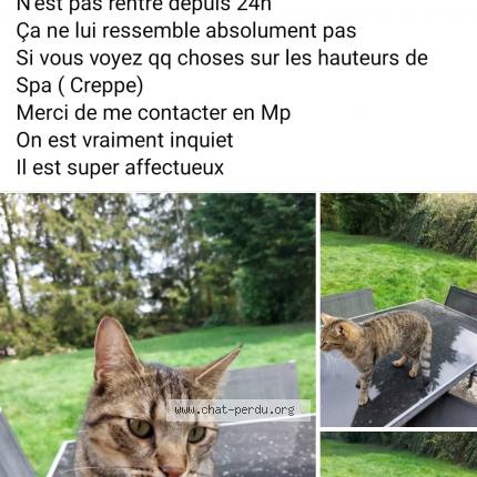 Foto 1/1 Kat teruggevonden Vermist in Spa