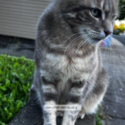 Photo 1/1 Smokie Chat lost in Chancelade