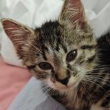 Picture of cat found at Menthonnex Sous Clermont