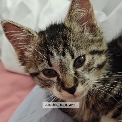 Photo 1/1 Found cat Found in Menthonnex sous clermont