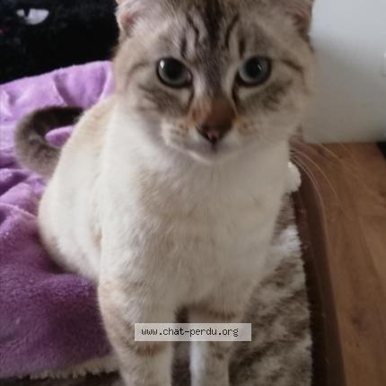 Photo 1/1 Neige Chat lost in Ambares et lagrave