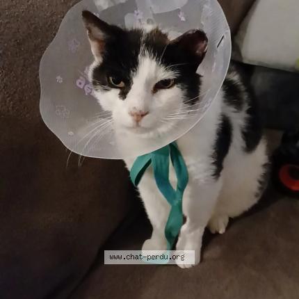 Photo 1/1 Mimichat Chat lost in Cormoranche sur saone