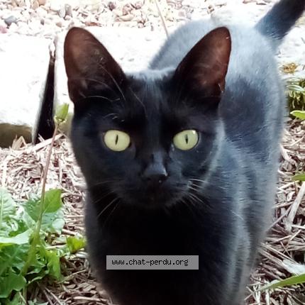 Photo 1/1 Hinata Chat lost in Courcelles sur viosne