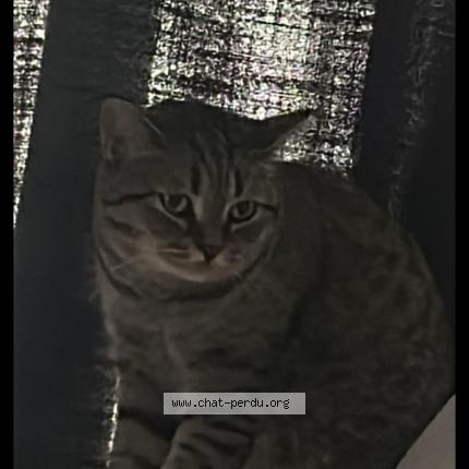 Photo 1/1 Nala Chat lost in Bruxelles