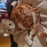 Picture of cat lost at L Isle Adam