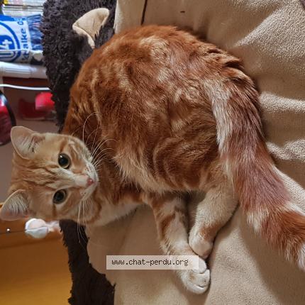 Photo 1/1 Moka Chat lost in L isle adam