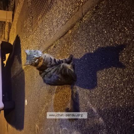 Photo 1/1 Found cat Found in Savigny sur orge