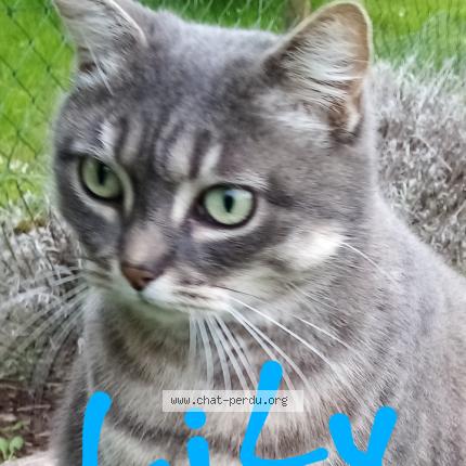 Photo 1/1 Lily Chat lost in Albert