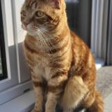 Picture of cat lost at Sorvilier