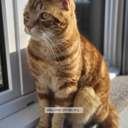 Photo 1/1 Harvey Chat lost in Sorvilier