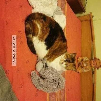 Photo 1/1 Bebe Chat lost in Saint sulpice de pommeray