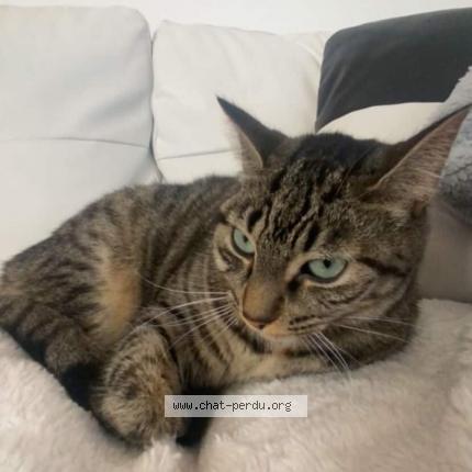 Photo 1/1 Juliette Chat lost in Mirabel