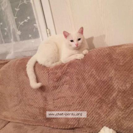 Photo 1/1 Mimine Chat lost in Blaslay