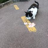 Picture of cat found at Saint Saulve