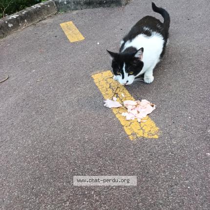 Photo 1/1 Found cat Found in Saint saulve