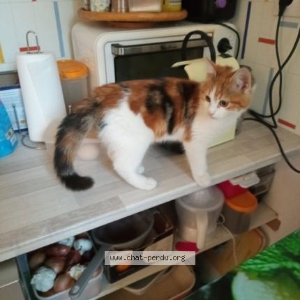 Photo 1/1 Minette Chat lost in Saint quentin