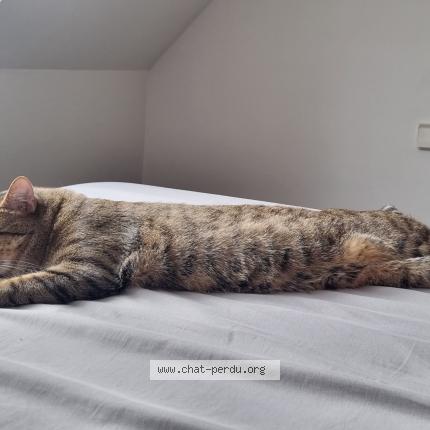 Photo 1/1 HAYDUT Chat lost in Chateauroux