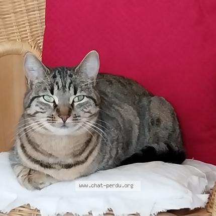 Photo 1/1 Minouchette Chat lost in Vinezac