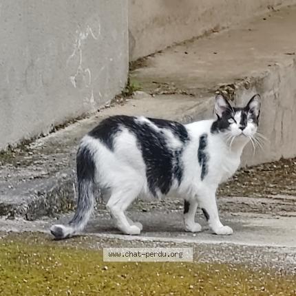 Photo 1/1 Found cat Found in Lons le saunier