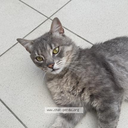 Foto 1/1 Kat teruggevonden Vermist in Bruxelles