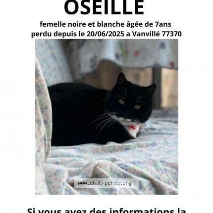 Photo 1/1 Oseille Chat lost in Vanville
