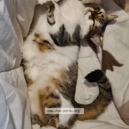 Foto 1/1 Kat teruggevonden Vermist in Ixelles