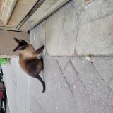 Picture of cat found at Paris