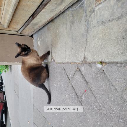 Photo 1/1 Found cat Found in Paris