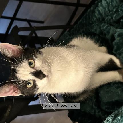 Photo 1/1 Patrick Chat lost in Aubervilliers