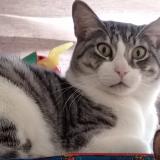 Picture of cat lost at Serris