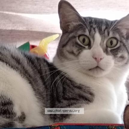 Photo 1/2 Fidel Chat lost in Serris