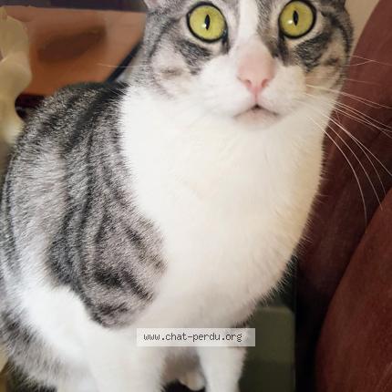 Photo 2/2 Fidel Chat lost in Serris