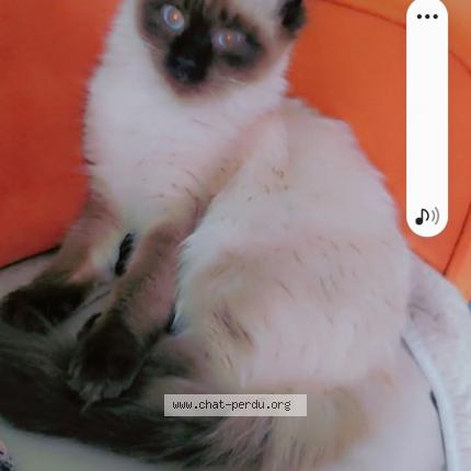 Photo 1/1 Chanel "chacha" Chat lost in Bellegarde sur valserine