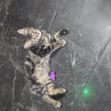 Picture of cat found at Aulnay Sous Bois