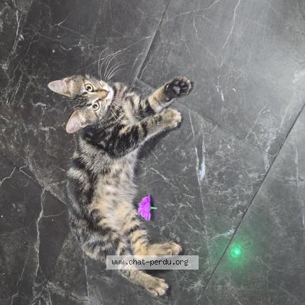 Photo 1/1 Found cat Found in Aulnay sous bois