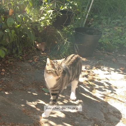 Photo 1/1 Chaussette Chat lost in Aube