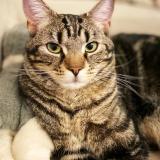 Picture of cat lost at Paris